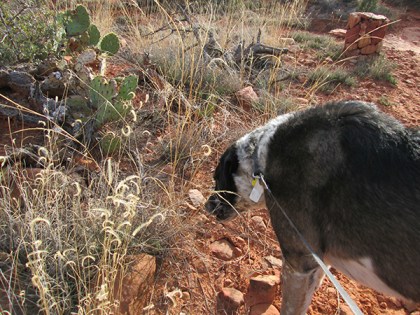 Bongo eating curly tipped weeds