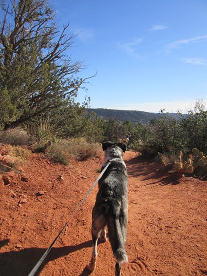 Bongo trying to chase after the horses