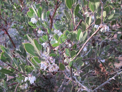 Manzanita bush in bloom
