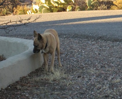 Brown dog near a road