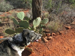Bongo near a prickly pear cactus