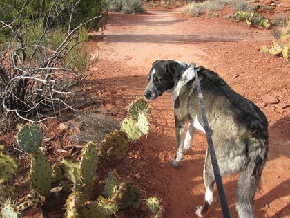 Bongo sniffing a prickly pear cactus