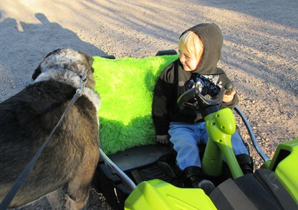 Bongo sniffing the seat of the car