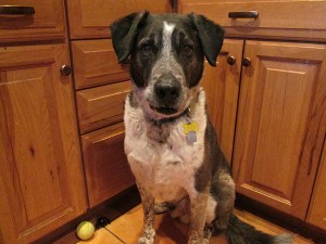 Bongo with extra objects in the room