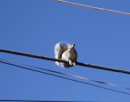 Squirrel on Wire web