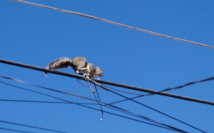 Squirrel running down a wire