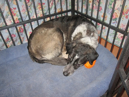 Bongo curled up in his kennel