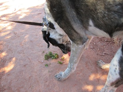 Bongo checking out horse droppings
