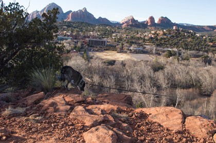 Bongo heading down the cliff