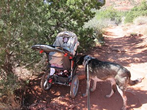 Bongo sniffing a stroller on the side of the trail