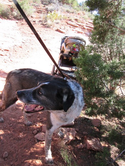 Bongo looking away from the stroller