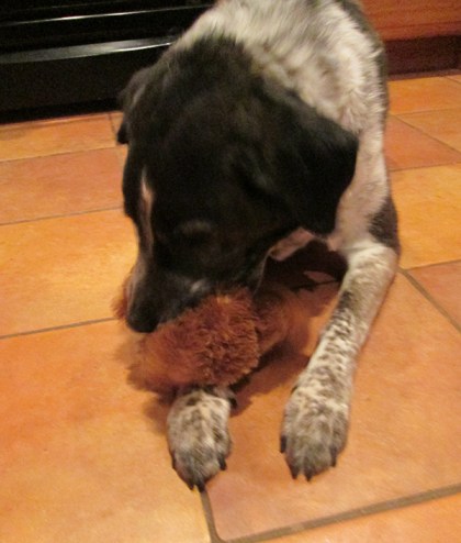 Bongo with his bear