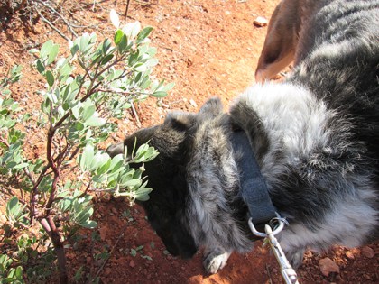 Bongo sniffing under the manzanita bush