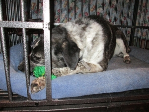 Bongo in his kennel chewing on his frog