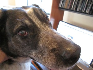 Bongo's face in front of the computer