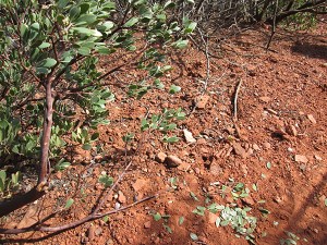 Manzanita bush with leaves on the ground