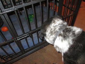 Bongo looking at toy frog in dog jail