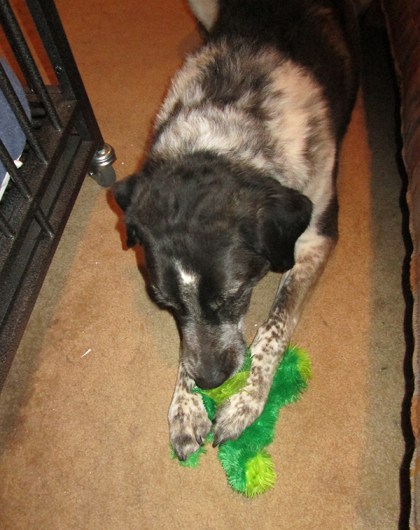 Bongo with his frog outside dog jail