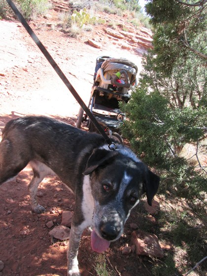 Bongo in front of the stroller