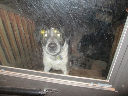 Bongo with glowing eyes outside a glass door