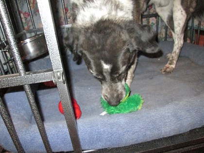 Bongo in dog jail with his frog