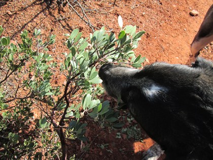 Bongo sniffing the manzanita bush
