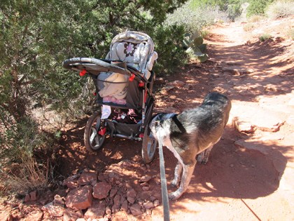Bongo sniffing the stroller's wheel