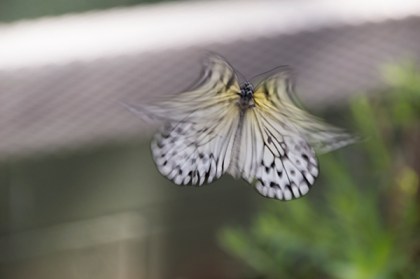Butterfly with an angel shape due to motion