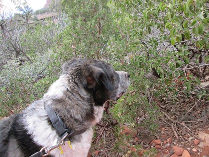 Bongo in front of the bush with berries