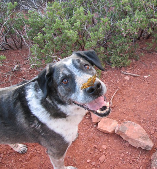 Bongo with a butterfly on his nose