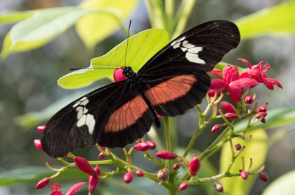 Butterfly with coral, black, and white