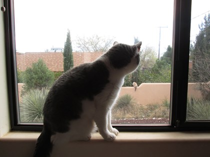 Gizmo looking out the window at a cat