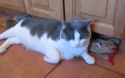 Gizmo lying in front of toy snake
