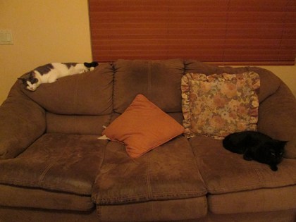 Gizmo and Tiberius on the couch