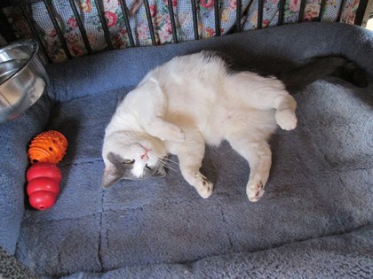 Gizmo on his back in Bongo's kennel