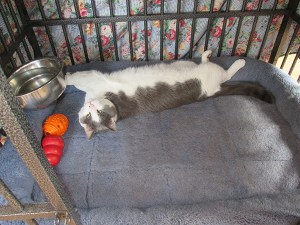 Gizmo stretched out in Bongo's kennel