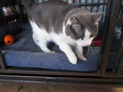 Gizmo getting out of Bongo's kennel