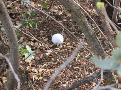 Golf ball in the bushes