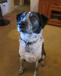 Bongo looking distressed