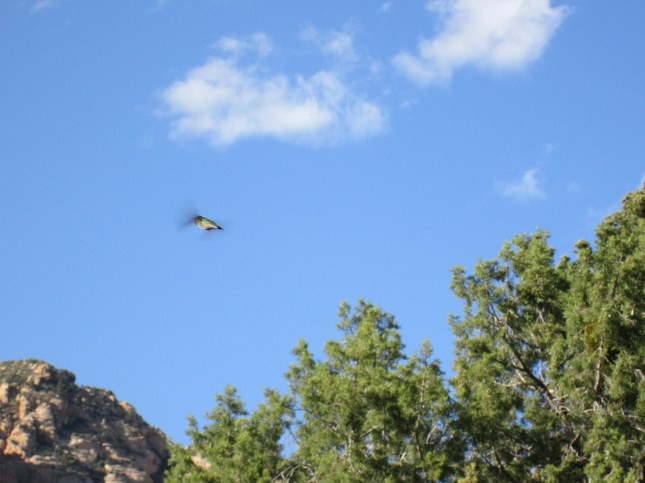 Hummingbird in flight
