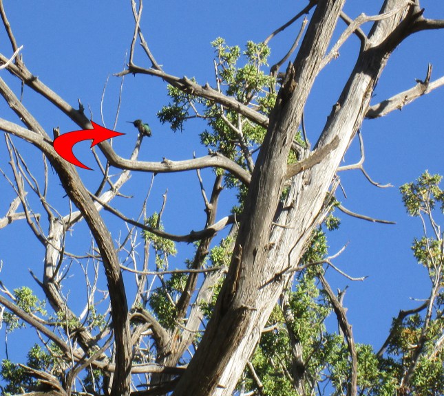 Hummingbird in a tree with an arrow pointing to it