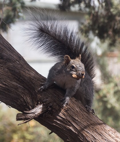 Squirrel in a tree with a peanut it it's mouth