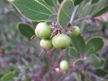 Manzanita Berries