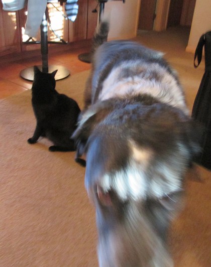 Bongo walking away from Tiberius