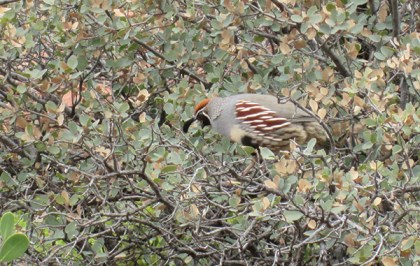 Quail in a bush looking down