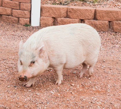 Pot bellied pig 