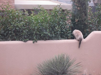 Siamese cat on a garden wall