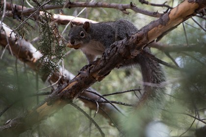 Squirrel in a tree with a peanut in it's mouth