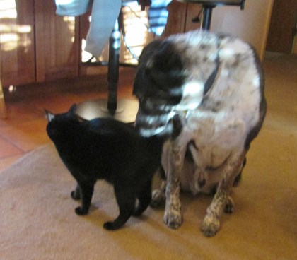 Tiberius rubbing on Bongo