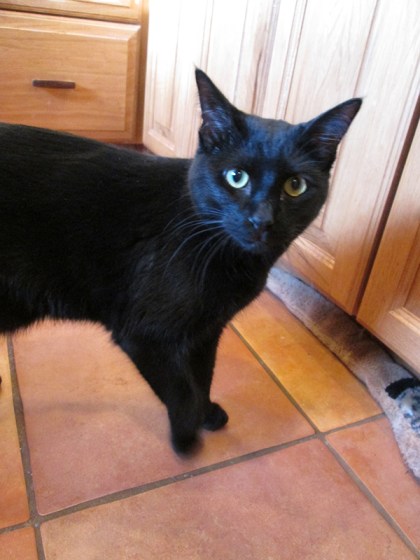 Tiberius near Bongo's toy snake